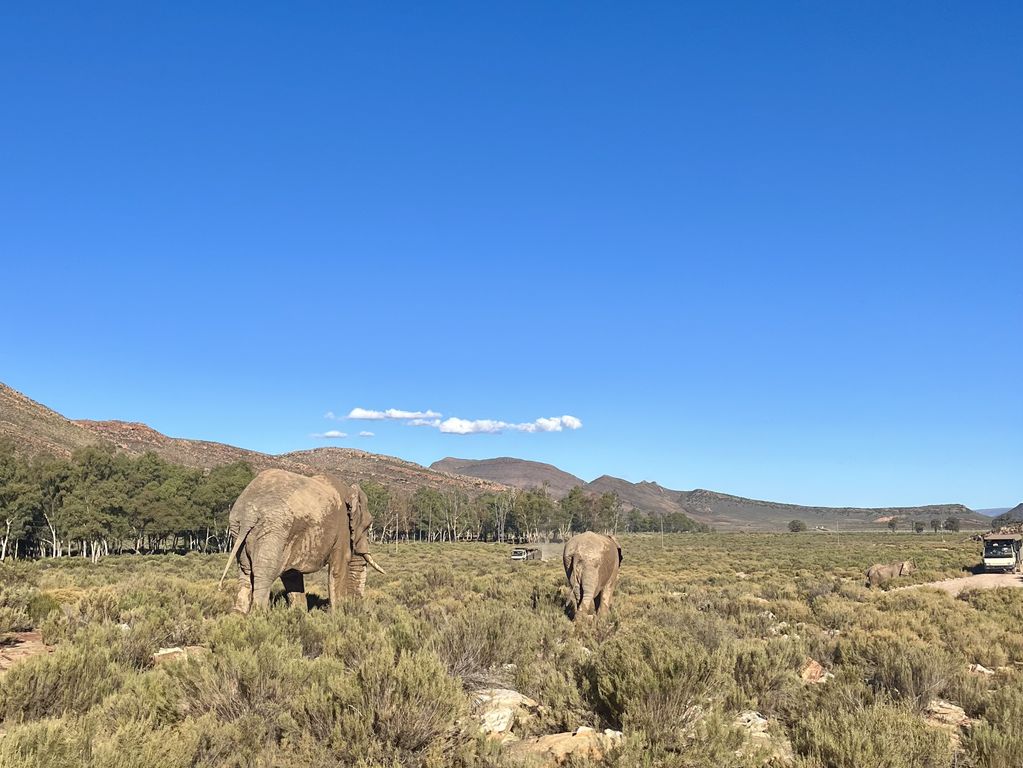 Kruger NP olifanten Zuid Afrika groepsrondreis 8